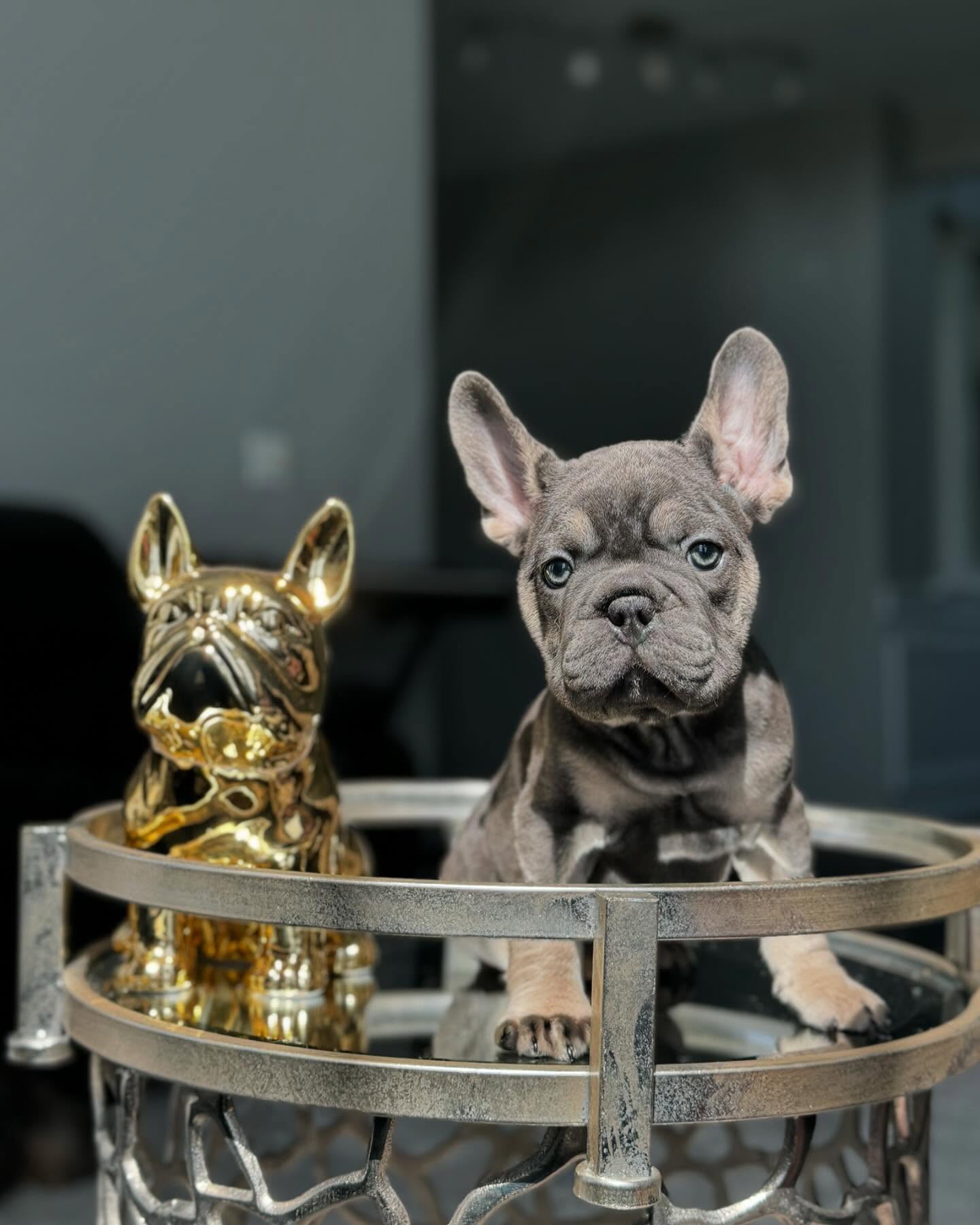 befrenchieusa_1724873226_3444808756222290371_8085364089